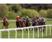  Carrera: P.Arkaitz Monta: S.Ruis Caballo: Rush in the City